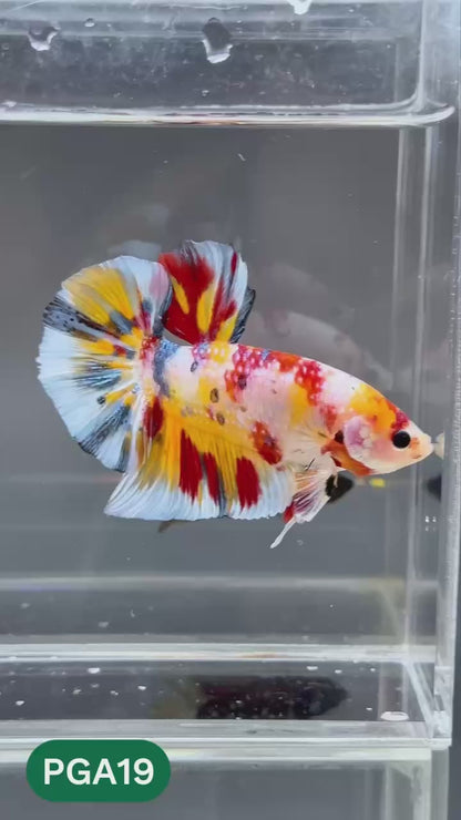 King Giant Plakat Male Betta Fish | You Pick Fish | High Grade