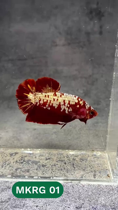 Golden Star Dust Galaxy Plakat Male Betta Fish | Super Rare | You Pick Fish