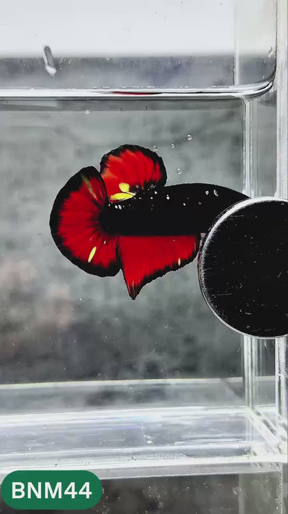 Dark Flame Hellfire Plakat Male Betta Fish | You Pick Fish | Rare Betta