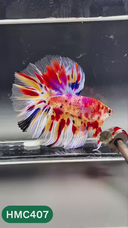Nemo Halfmoon Male Betta Fish | Order Directly From Farm | You Pick Fish