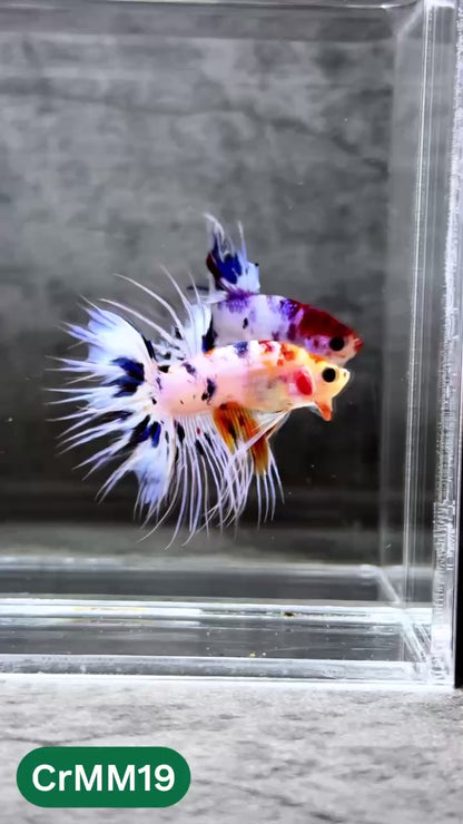 Crowntail Multicolor Male Betta Fish | High Grade | You Pick Fish |