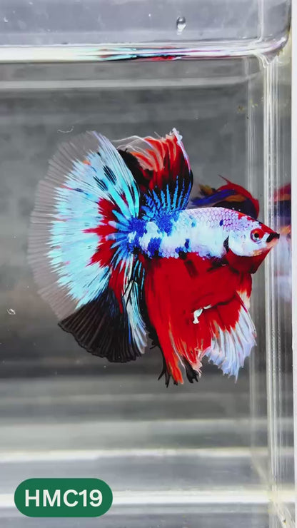 Multicolor Halfmoon Male Betta Fish | High Grade | Order Directly From Farm |  You Pick Fish |
