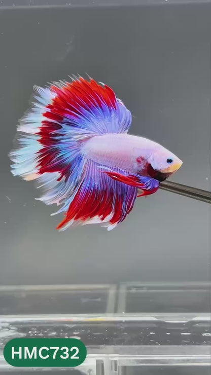 Multicolor Halfmoon Male Betta Fish | High Grade | Order Directly From Farm |  You Pick Fish |