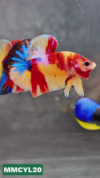 Multicolor Yellow Base Plakat Male Betta Fish | Order Directly From Farm|  You Pick Fish