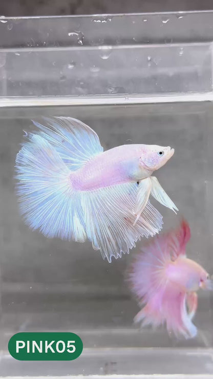 Pink Halfmoon Male Betta Fish | You Pick Fish | Order Directly From Farm