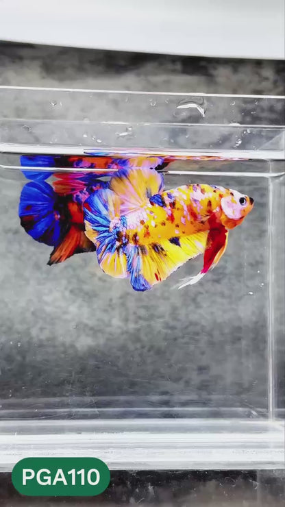 King Giant Plakat Male Betta Fish | You Pick Fish | High Grade
