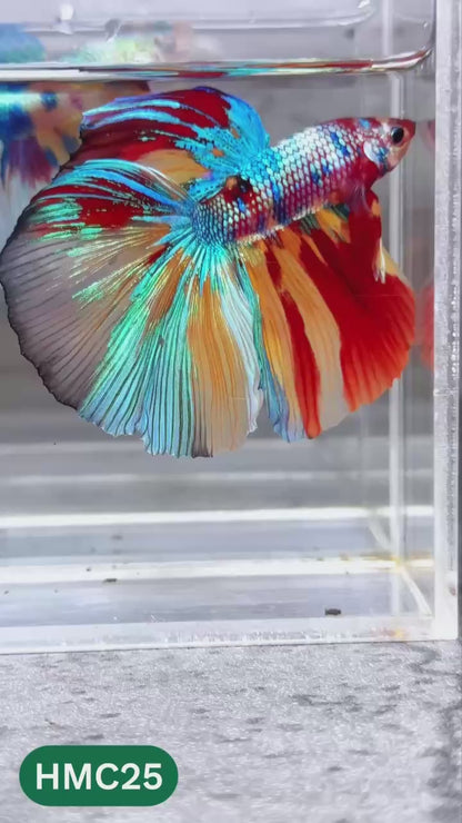Multicolor Halfmoon Male Betta Fish | High Grade | Order Directly From Farm |  You Pick Fish |
