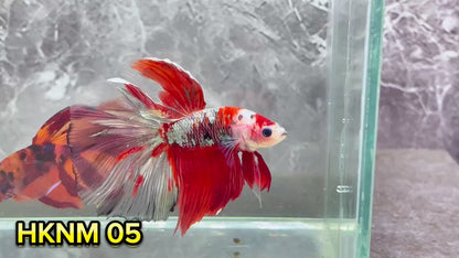 Nemo Halfmoon Male Betta Fish | Order Directly From Farm | You Pick Fish