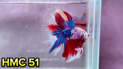 Multicolor Halfmoon Male Betta Fish | Order Directly From Farm | You Pick Fish