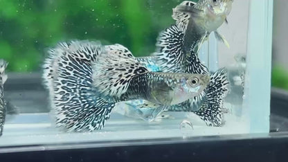White Dragon Guppy Fish