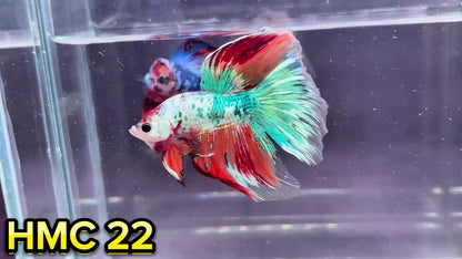 Multicolor Halfmoon Male Betta Fish | High Grade | Order Directly From Farm|  You Pick Fish |