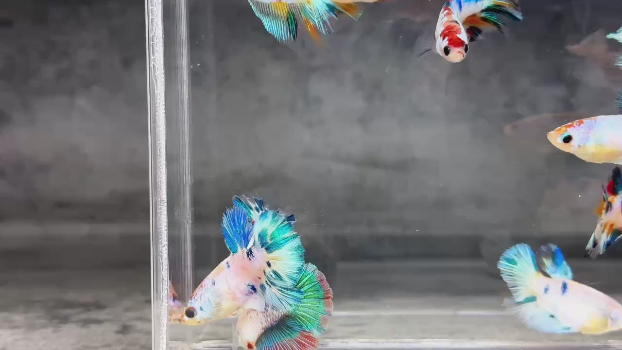 Multicolor Candy Halfmoon Female Betta Fish