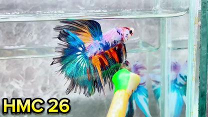 Multicolor Halfmoon Male Betta Fish | High Grade | Order Directly From Farm|  You Pick Fish |