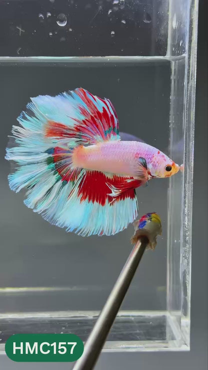 Multicolor Halfmoon Male Betta Fish | Order Directly From Farm | You Pick Fish