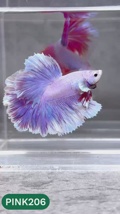 Pink Halfmoon Male Betta Fish | You Pick Fish | Order Directly From Farm