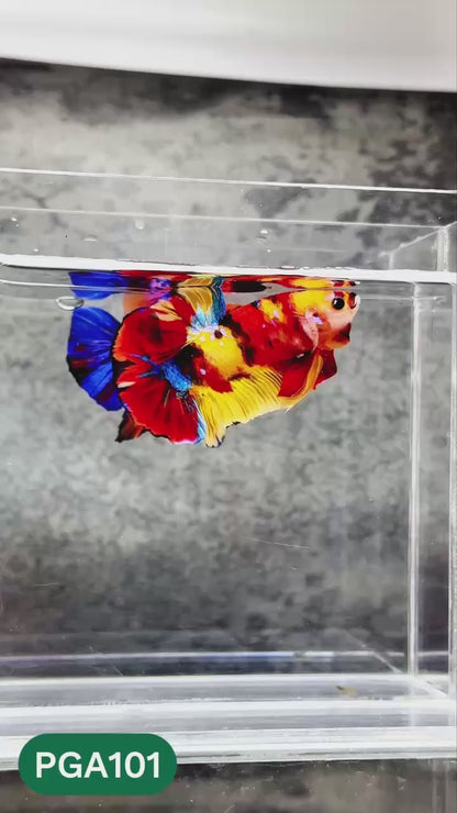King Giant Plakat Male Betta Fish | You Pick Fish | High Grade