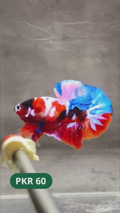 Multicolor Yellow Base Plakat Male Betta Fish | Order Directly From Farm |  You Pick Fish