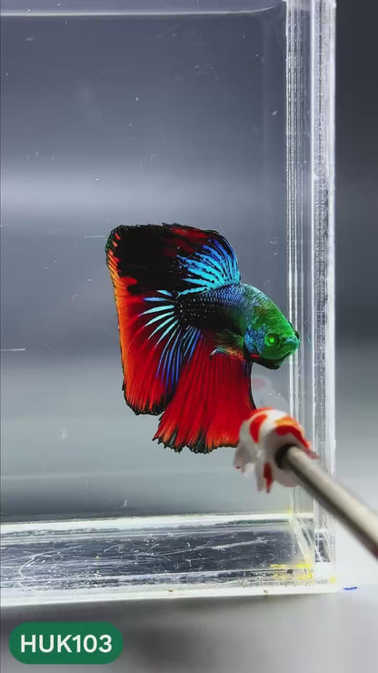 Black Hulk Halfmoon Male Betta Fish | You Pick Fish