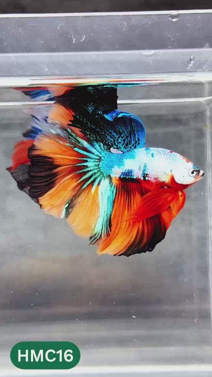 Multicolor Halfmoon Male Betta Fish | High Grade | Order Directly From Farm |  You Pick Fish |