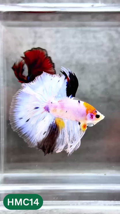 Multicolor Halfmoon Male Betta Fish | High Grade | Order Directly From Farm |  You Pick Fish |
