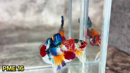 Metallic Plakat Betta Fish | You Pick Betta | Show Grade