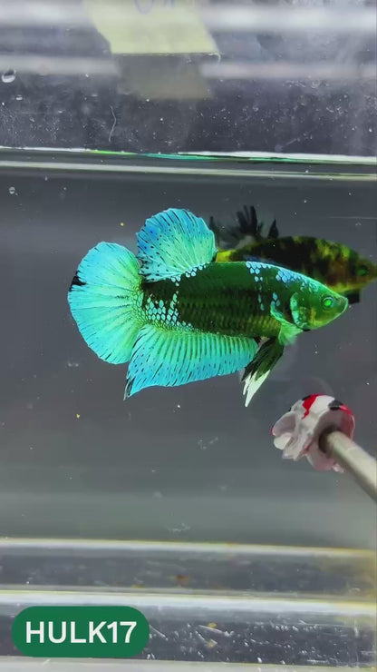 Galaxy Hulk Plakat Male Betta Fish | Exotic Grade | You Pick