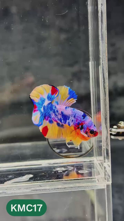 Multicolor Yellow Base Plakat Male Betta Fish | Order Directly From Farm |  You Pick Fish