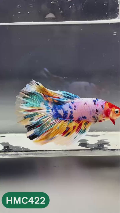 Nemo Halfmoon Male Betta Fish | Order Directly From Farm | You Pick Fish
