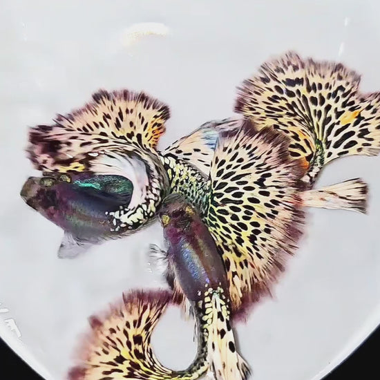 White Leopard Guppy Fish