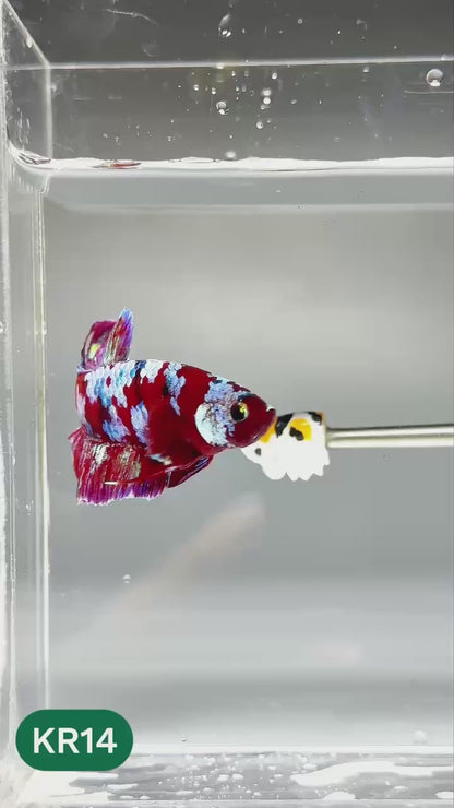 Golden Star Dust Galaxy Plakat Male Betta Fish | Super Rare | You Pick Fish