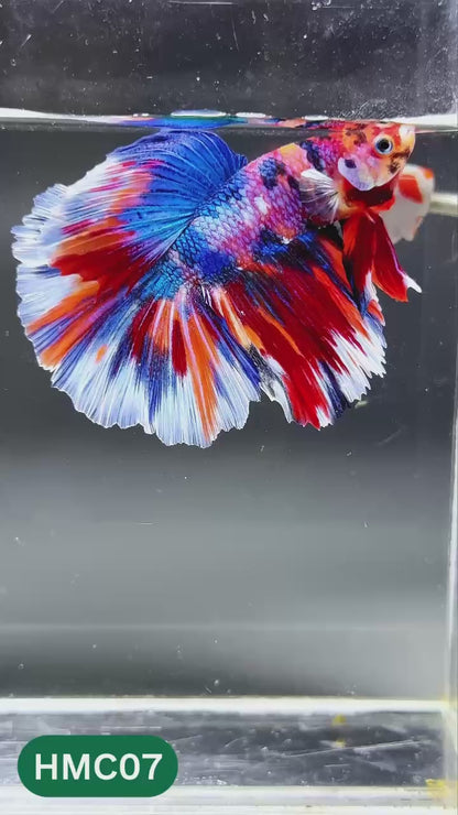 Multicolor Halfmoon Male Betta Fish | High Grade | Order Directly From Farm |  You Pick Fish |