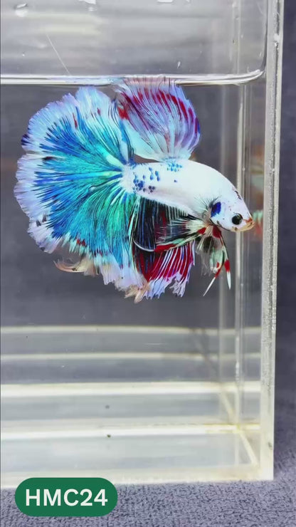 Multicolor Halfmoon Male Betta Fish | Order Directly From Farm | You Pick Fish
