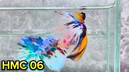 Multicolor Halfmoon Male Betta Fish | High Grade | Order Directly From Farm|  You Pick Fish |