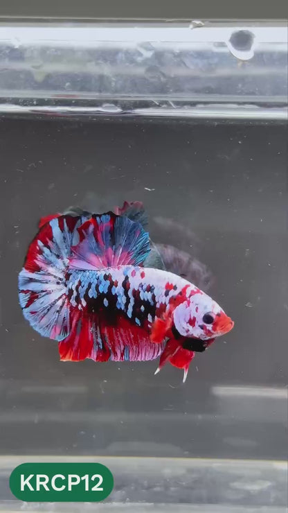 Koi Red Copper Plakat Male Betta Fish | You Pick Fish