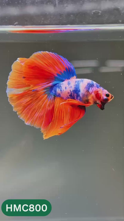 Nemo Halfmoon Male Betta Fish | Order Directly From Farm | You Pick Fish