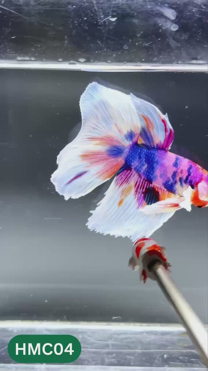 Multicolor Halfmoon Male Betta Fish | High Grade | Order Directly From Farm |  You Pick Fish |