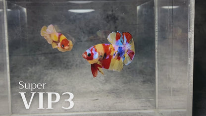 Multicolor Plakat Male Betta Fish |Show Grade|  You Pick Fish