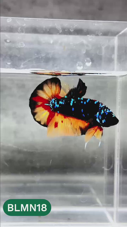 Dark Flame Hellfire Plakat Male Betta Fish | You Pick Fish | Rare Betta