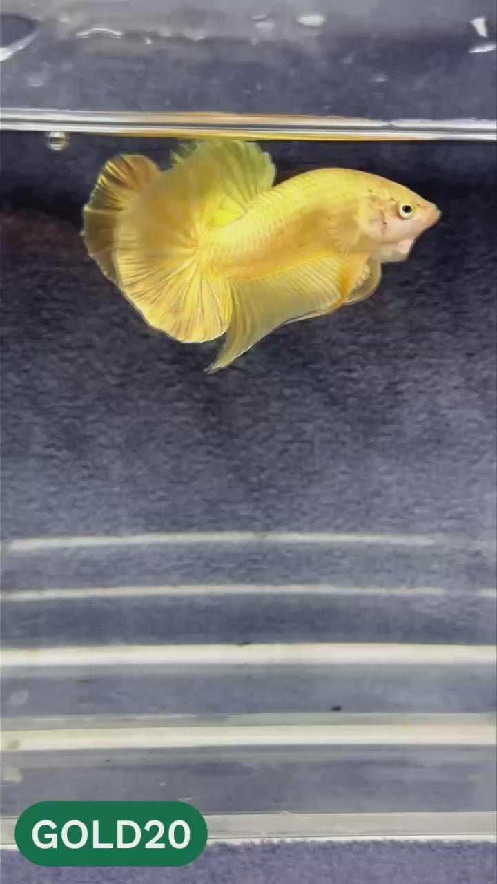 Super Gold Plakat Male Betta Fish