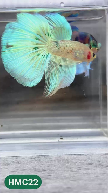 Multicolor Halfmoon Male Betta Fish | High Grade | Order Directly From Farm |  You Pick Fish |
