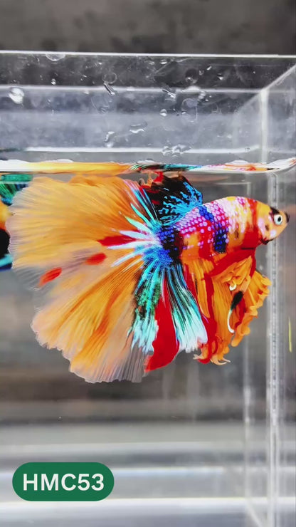 Nemo Halfmoon Male Betta Fish | Order Directly From Farm | You Pick Fish
