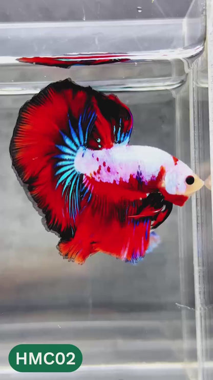Multicolor Halfmoon Male Betta Fish | High Grade | Order Directly From Farm |  You Pick Fish |
