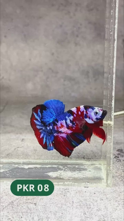Multicolor Yellow Base Plakat Male Betta Fish | Order Directly From Farm |  You Pick Fish