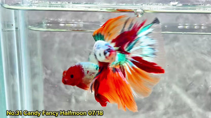 Multicolor Halfmoon Male Betta Fish | High Grade | Order Directly From Farm|  You Pick Fish |