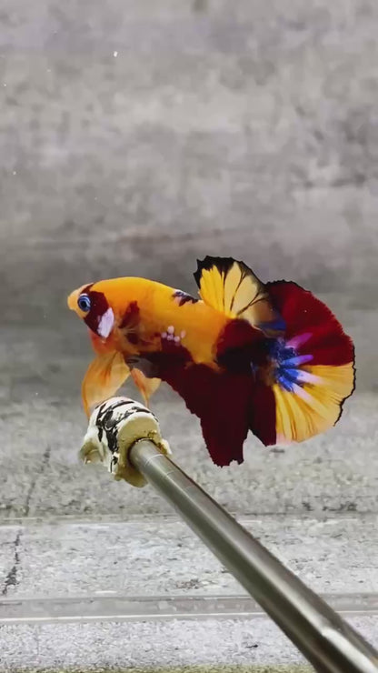 Multicolor Plakat Male Betta Fish |Show Grade|  You Pick Fish