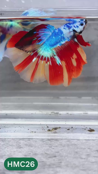 Multicolor Halfmoon Male Betta Fish | High Grade | Order Directly From Farm |  You Pick Fish |