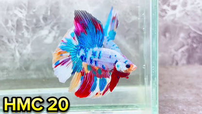 Multicolor Halfmoon Male Betta Fish | High Grade | Order Directly From Farm|  You Pick Fish |