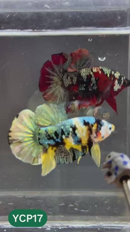 Koi Yellow Plakat Male Betta Fish | Show Grade | You Pick Fish