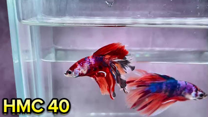 Multicolor Halfmoon Male Betta Fish | Order Directly From Farm | You Pick Fish