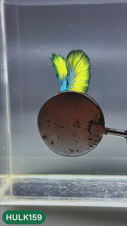 Black Hulk Halfmoon Male Betta Fish | You Pick Fish